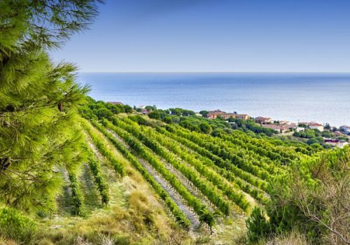 Vineyards of the Alella wine region near the Mediterranean Sea in Catalonia, Spain